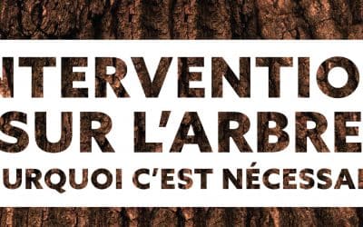 Gestion des arbres : couper, replanter et sécuriser