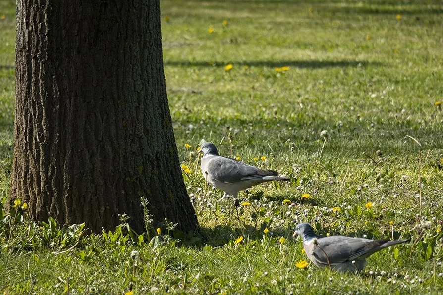 imgi_119_pigeon