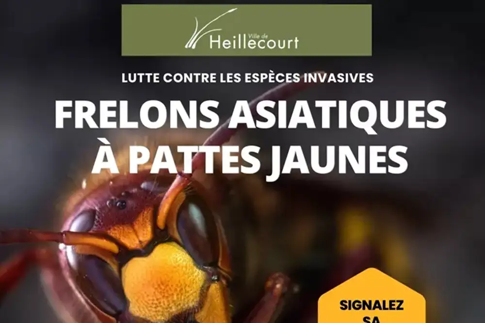 affiche-frelons